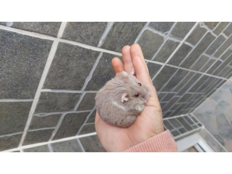 Gonzales hamster yavru