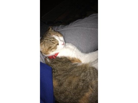 Scottish fold takip şartıyla ücretsiz yuva