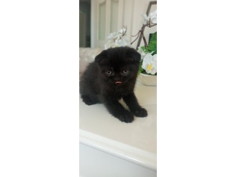 2 aylık scottish fold yavrularımız sahiplerini bekliyor