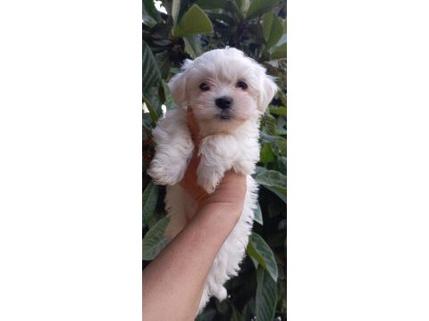 Maltese terrier yavrumuz