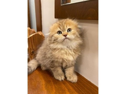 Aslan n11 british longhair