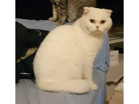 Safkan scottish fold
