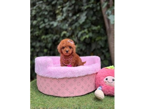 Orjinal teacüp poodle 
