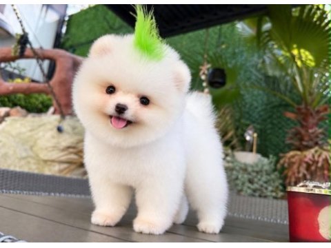 Orjinal pomeranian yavrularımız 