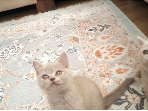 A kalite british shorthair yavrular sahiplendirilecektir