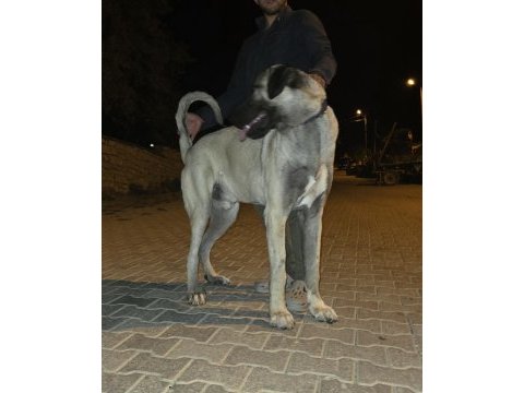 10 aylık erkek kangal çok kalite