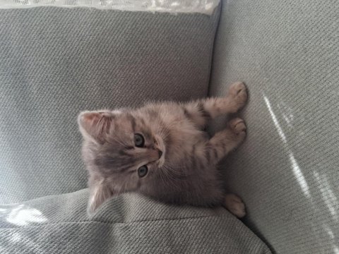 3 adet chinchilla yavrumuz yeni yuvalarını arıyorlar