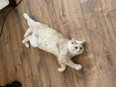 7 aylık erkek british shorthair