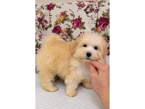 Maltipoo puf puf erkek