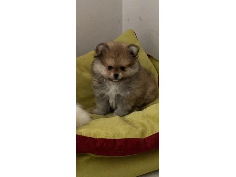 Pomeranian 2.5 aylık