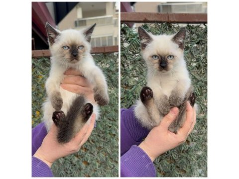Siyam kedisi yavrular 2 aylık