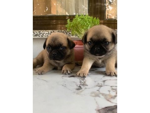 Teslime hazır pug mops yavrularım 1 dişi 1 erkek