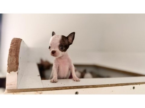 Xs teacup orjinal chihuahua bebekler