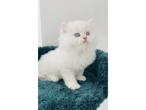 Cy11 erkek şecereli british longhair