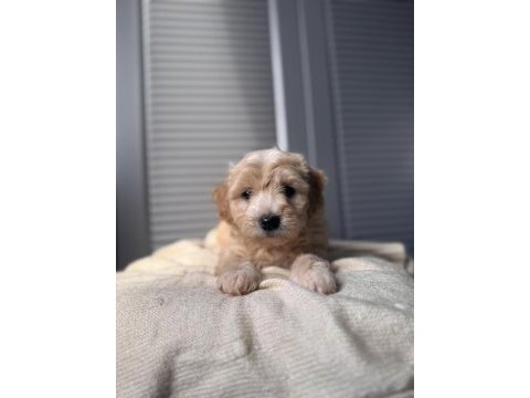 Küçük maltipoo bebeğim