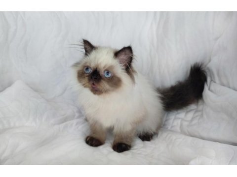 Çok güzel ve özel panda exotic shorthair