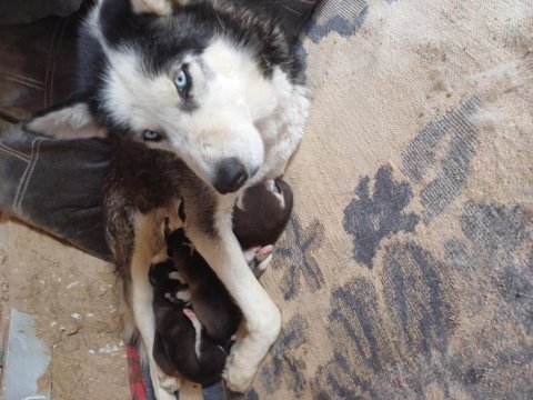 Has husky yavrusu yer afyon iscehisar