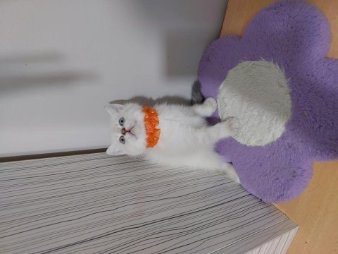 British shorthair prensesim hazır