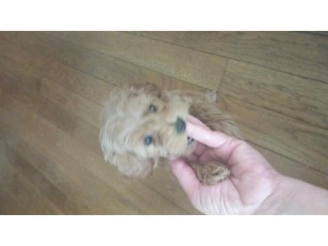 Köyün güzeli poodle