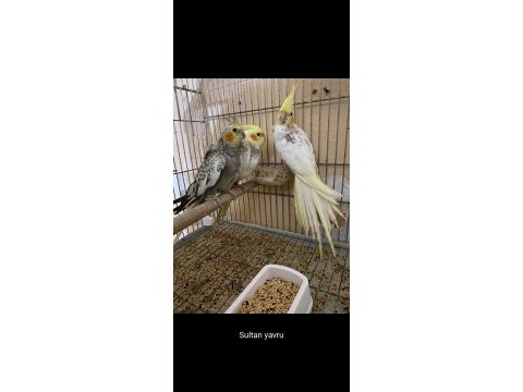 Sultan papağanı yavrular bebek
