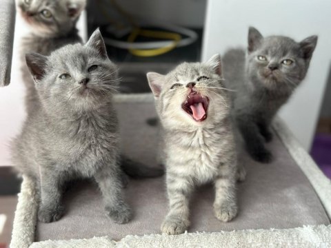 Bayram şekeri minik british shorthair yavrularım