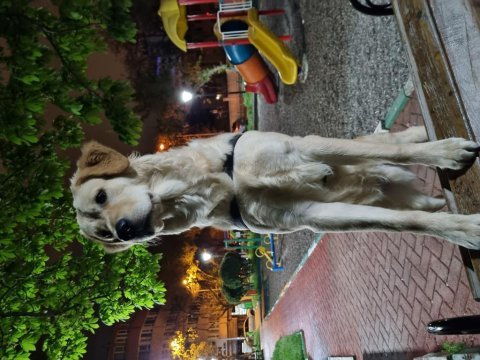 Golden retriever dostumu sahiplendirmek zorundayım