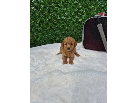 Sevimli maltipoo yavrularımız 