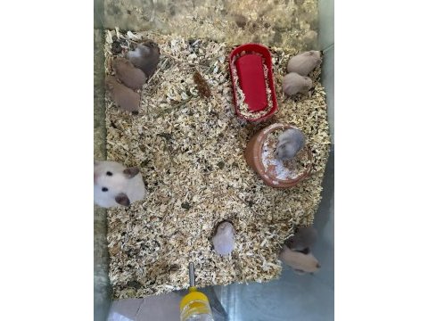 Suriye hamster için ulaşınız