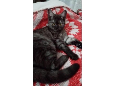 3 aylık dişi british shorthair tuvalet eğitimi vardır