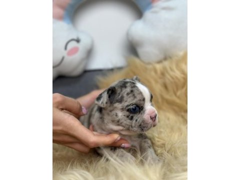 Harika anatomiye sahip french bulldog yavrularım