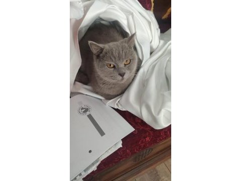 British shorthair ücretsiz erkek marty