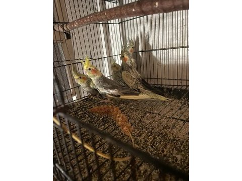 Yeni yeme düşmüş sultan papağanı yavrular