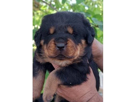 Irk garantili rottweiler yavruları