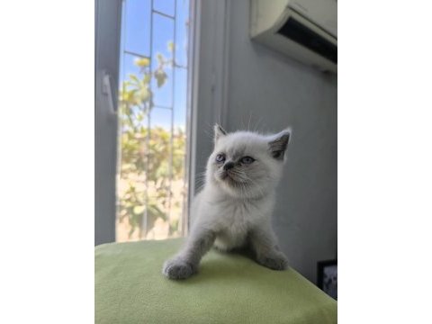 Kedimize çok uyguna vereceğim