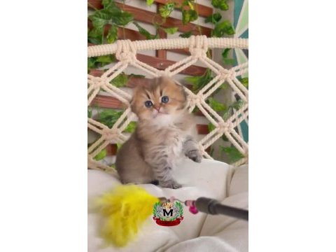 Scottish fold longhair dişi