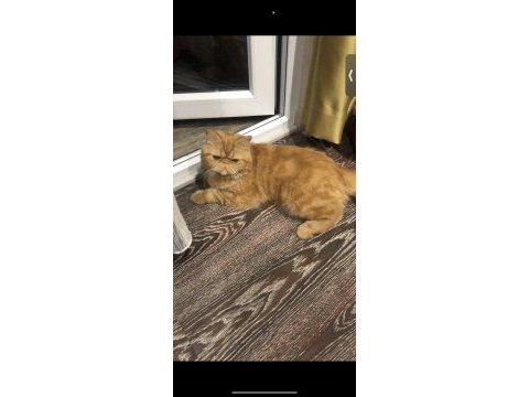 3 yaşında exotic shorthair erkek kedimiz