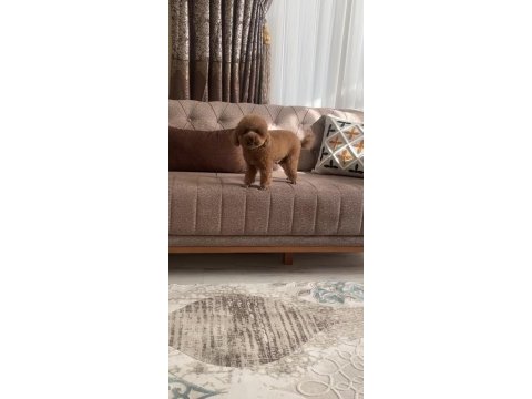 Toy poodle bebekleri