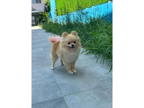 1.5 yaş dişi pomeranian
