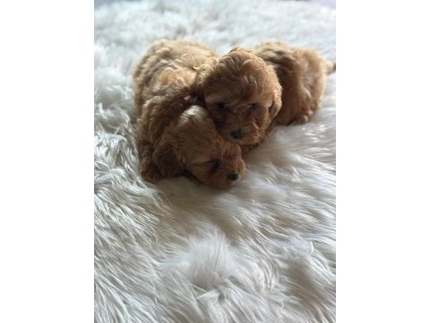 Maltipoo yavru