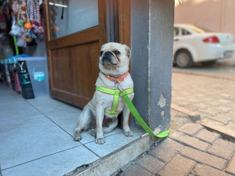 Egzotik üretmek isteyenlere fırsat white pug mops dişi