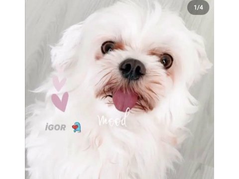 4 aylık sıfır malta terrier dişi