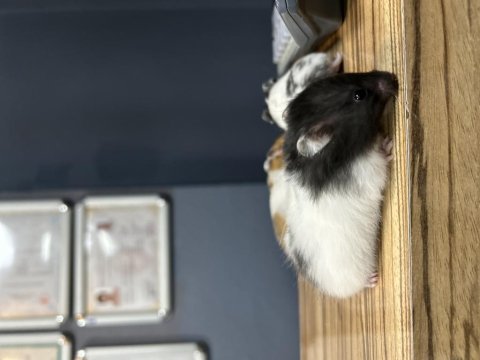 Sevimli hamster yavrularımız