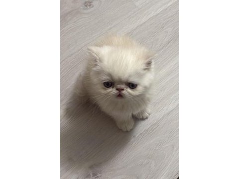 Exotic shorthair cinsi safkan kedimiz