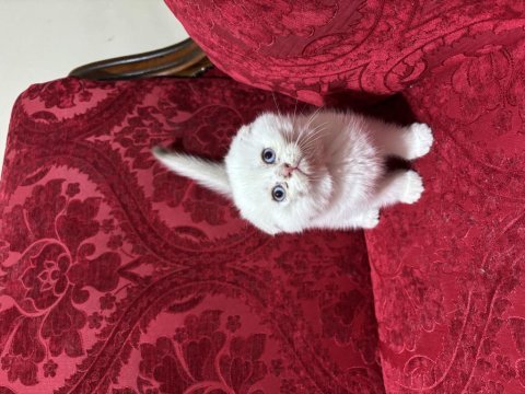 Güzel scottish fold bebeklerim