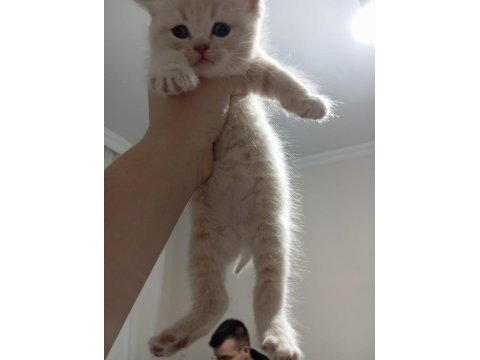 3 nisan doğumlu erkek british shorthair