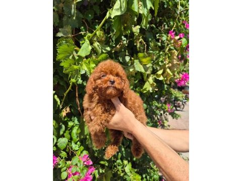 Red toy poodle yavrularımız