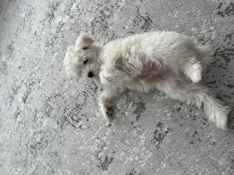 3 aylık yavru orijinal maltese terrier