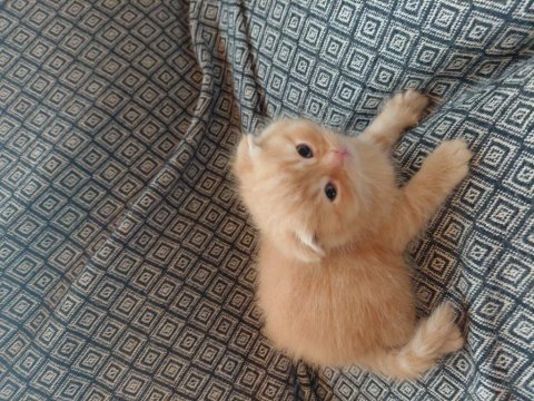 30 günlük kediler mama kum eğitimi yapılıyor