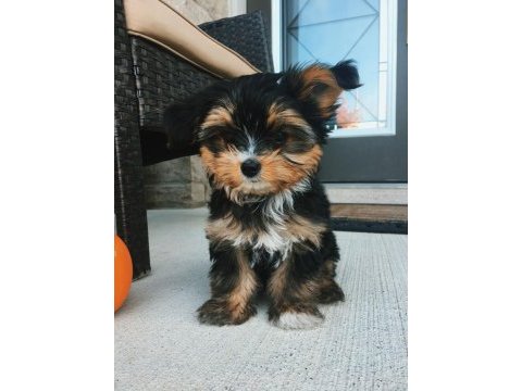 Morkie yavrularımızı canlı görerek alabilirsiniz