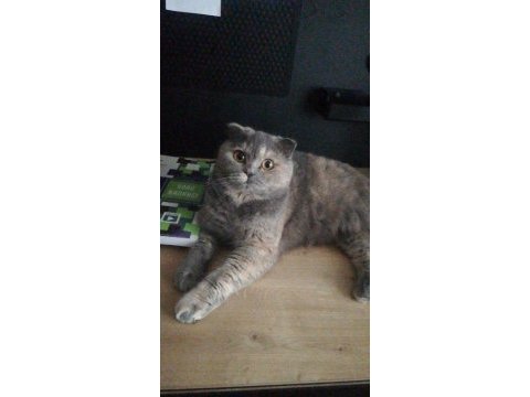 Scottish fold güzeller güzeli kızım